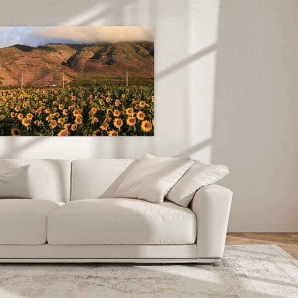 Maui Sunflower Field